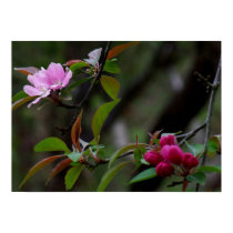 Crab Apple Blossom posters by riverdweller Crab Apple Blossom posters