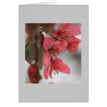 Crab Apple Blossoms Card