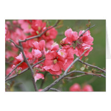 Crab Apple Blossoms Card