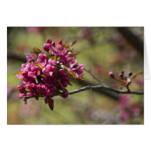 Crab Apple blossoms - Card