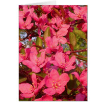 Crab Apple Blossoms Card