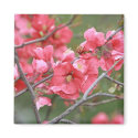 Crab Apple Blossoms magnets