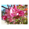 Crab Apple Blossoms posters by artispower Crab Apple Blossoms posters