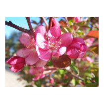 Crab Apple Blossoms posters by artispower Crab Apple Blossoms posters