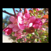 Crab Apple Blossoms posters