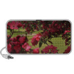apple blossom, blossom, flower, red, floral,