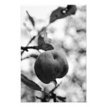 crab, apple, black, white, gray, bokeh, focus,