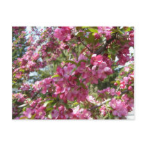 Crab Apple Postcard postcards