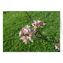 Crab Apple Tree Blossoms Card