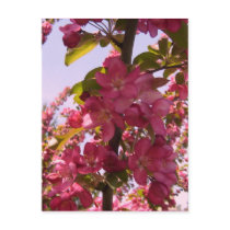 Crab Apple Tree Flower's Postcard postcards
