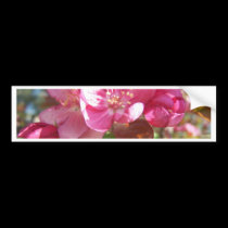 Crab Apple Tree in Bloom bumper stickers