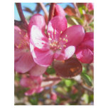 Crab Apple Tree in Bloom letterhead