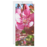 Crab Apple Tree in Bloom rack cards