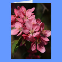 Crab Apple Tree in Full Bloom cards