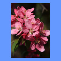Crab Apple Tree in Full Bloom posters