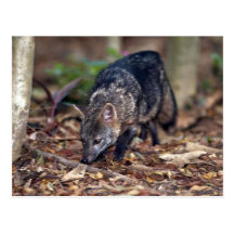 Crab-eating fox (Cerdocyon thous) Postcards