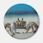 Crab Fridge Magnet