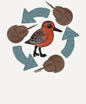 Crab-Knot Cycle t-shirts