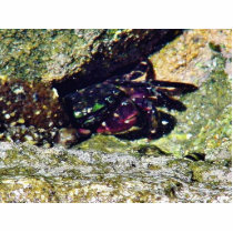 Crab Ocean Tide Pools La Jolla Cove photo sculptures