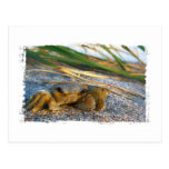 Crab on beach dune at sunset postcards
