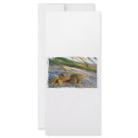 Crab on beach dune at sunset rack cards