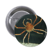 Crab buttons