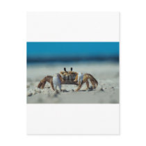 Crab postcards