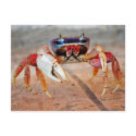 Crab postcards