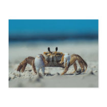 Crab postcards