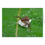 Crab Spider on Milkweed Coordinating Items Card