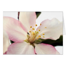 Crabapple Blossom Cards