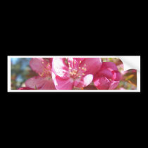 Crabapple Blossoms bumper stickers
