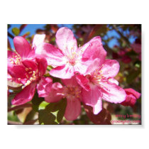 Crabapple Blossoms posters