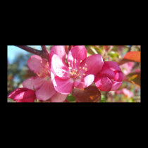 Crabapple Blossoms posters