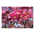 Crabapple Tree posters