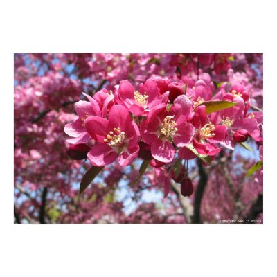 Crabapple Tree Posters by jsb2092