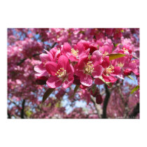 Crabapple Tree posters