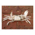 Crabby posters