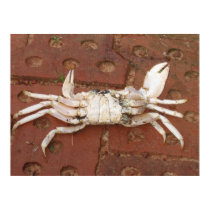Crabby posters