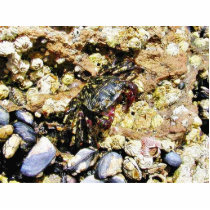 Crabs Barnicles Ocean Tidepools Sea photo sculptures by lifesphere Crabs Barnicles Ocean Tidepools Sea photo sculptures