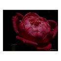 Cracker Rose posters by TimothyRivers Cracker Rose posters