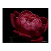 Cracker Rose posters