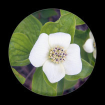 Crackerberries 1 Magnet magnets
