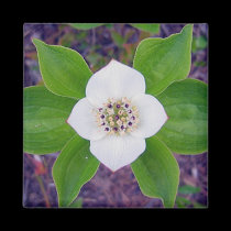 Crackerberries 2 Magnet magnets