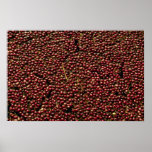 Cranberries at harvest, Plymouth, Massachusettes, Print