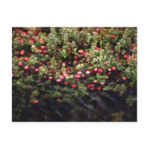Cranberry Bog Post Cards