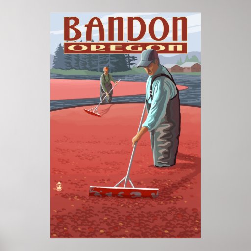 Cranberry Bogs Harvest Bandon, Oregon Poster Zazzle