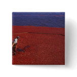 Cranberry Harvest, Middleboro, MA, USA Pinback Button