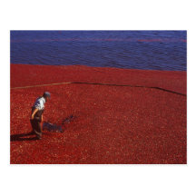 Cranberry Harvest, Middleboro, MA, USA Postcard
