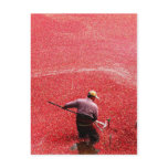 Cranberry harvesting postcards